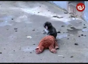 ببینید| وقتی مادر واقعی رفت، مادر عروسکی آمد! فیلمی که میلیون‌ها نفر را گریاند