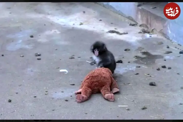 ببینید| وقتی مادر واقعی رفت، مادر عروسکی آمد! فیلمی که میلیون‌ها نفر را گریاند