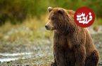 ببینید؛ جست و خیز خرس قهوه‌ای بالغ در ارتفاعات ارومیه