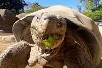 مرگ سالخورده‌ترین ساکن باغ وحش «سن‌دیگو» در ۱۴۱ سالگی