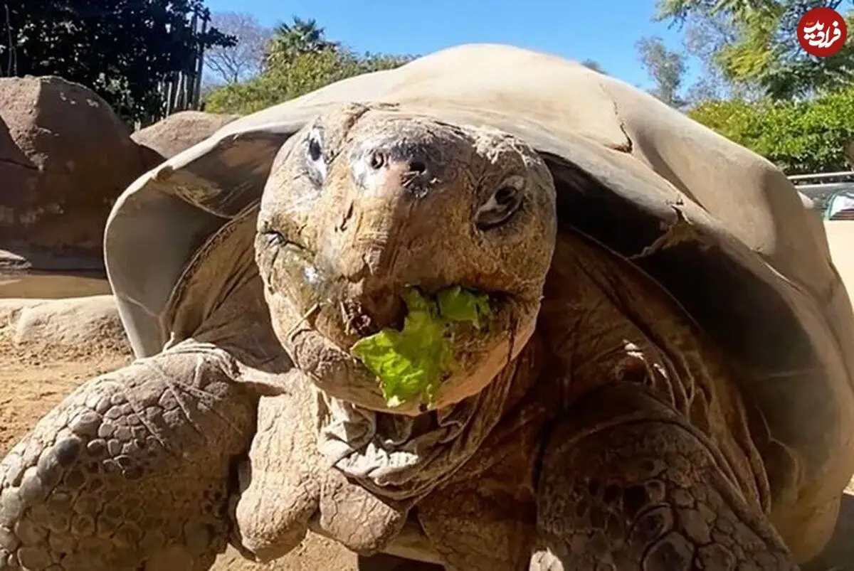 مرگ سالخورده‌ترین ساکن باغ وحش «سن‌دیگو» در ۱۴۱ سالگی