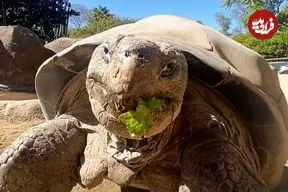 مرگ سالخورده‌ترین ساکن باغ وحش «سن‌دیگو» در ۱۴۱ سالگی