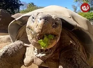 مرگ سالخورده‌ترین ساکن باغ وحش «سن‌دیگو» در ۱۴۱ سالگی