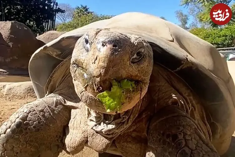 مرگ سالخورده‌ترین ساکن باغ وحش «سن‌دیگو» در ۱۴۱ سالگی