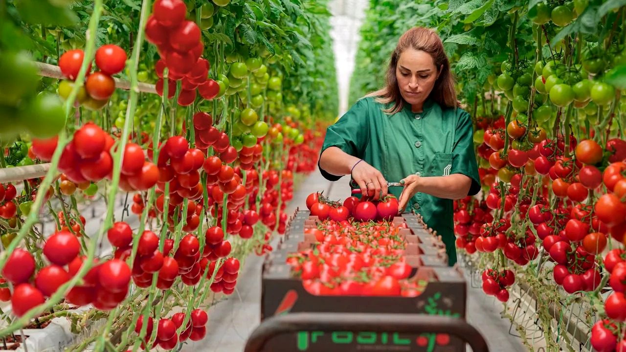 (ویدئو) فرآیند پرورش و برداشت صدها تن گوجه فرنگی در  یک گلخانه پیشرفته
