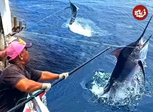 ببینید| غذای خیابانی در تایوان؛ صید، برش و تهیه ساشیمی با ماهی مارلین در تایپه