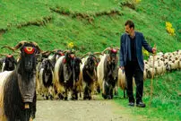 (ویدئو) زندگی و کار تماشایی یک چوپان ترکیه ای در کوهستان های این کشور