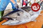 ببینید؛ غذای خیابانی در ژاپن؛ برش ماهی تن 240 کیلوگرمی و تهیه ساشیمی در اوکیناوا