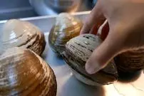 ببینید| غذای خیابانی در ژاپن؛ تهیه سوپ و ساشیمی با صدف دریایی در اوکیناوا