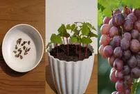 (ویدئو) چگونه حبه های انگور را در خانه به درخت انگور تبدیل کنیم؟