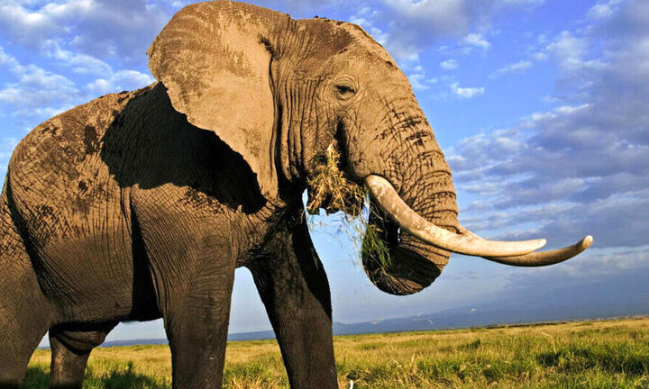 (عکس) «فیل‌ها» هم برای یکدیگر اسم می‌گذارند!