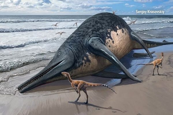(ویدئو) کشف اتفاقی استخوان بزرگترین موجود دریایی که ۲۰۲ میلیون سال قبل وجود داشت
