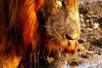 (ویدئو) این لاک پشت قصد خودکشی دارد! /چرا خودش را به دهان شیر می‌اندازد؟ 