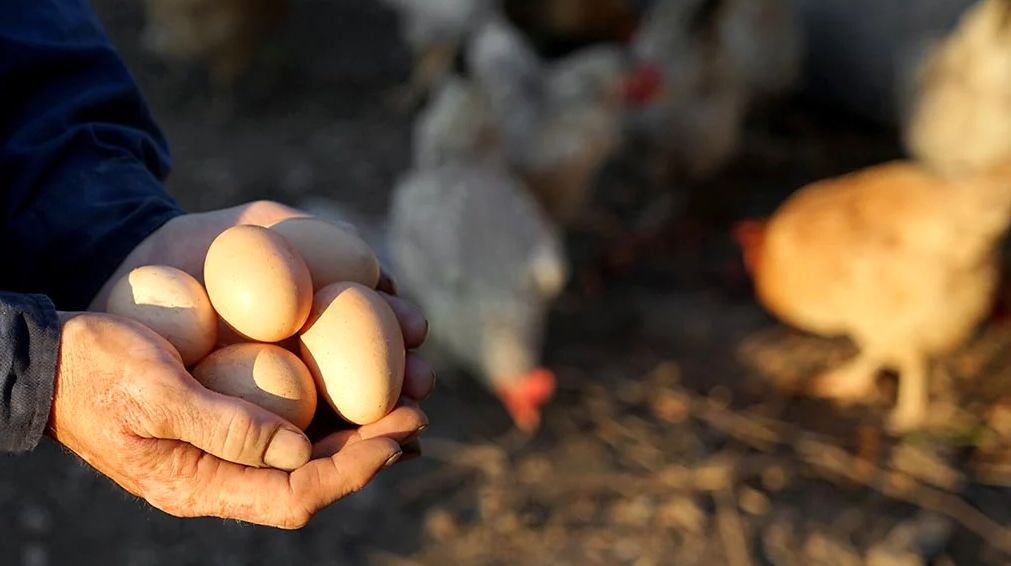 (ویدئو) بزرگترین مزرعه تولید تخم‌مرغ ارگانیک در دنیا