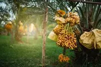 خواص خرما برای تسکین درد مفاصل