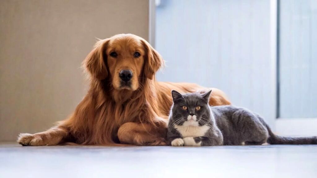 سگ بهتر است یا گربه؟، صاحبان کدام حیوان شادترند؟ 