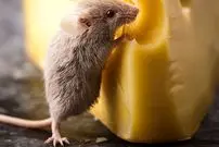 ببینید؛ تصاویر چندش‌آور از پرسه یک موش میان سینی‌های قنادی