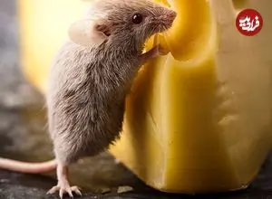 ببینید؛ تصاویر چندش‌آور از پرسه یک موش میان سینی‌های قنادی
