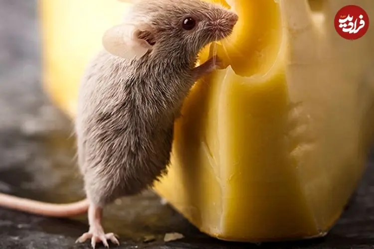 ببینید؛ تصاویر چندش‌آور از پرسه یک موش میان سینی‌های قنادی