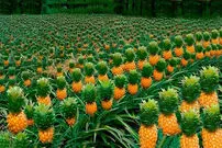 (ویدئو) نمایی دیدنی از فرآیند کشت، برداشت و فرآوری میلیون ها آناناس