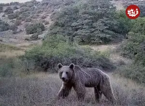 ببینید| یک ماه زندگی حیات وحش در پارک ملی گلستان