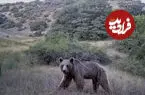 ببینید| یک ماه زندگی حیات وحش در پارک ملی گلستان