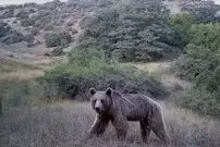 ببینید| یک ماه زندگی حیات وحش در پارک ملی گلستان