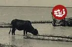 عکس| سفر زمان؛ گاوها و قایق‌های حصیری در «دریاچه هامون»؛ 80 سال قبل