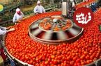 ببینید؛ مراحل کاشت، برداشت و فرآوری گوجه فرنگی و تولید سس گوجه در کارخانه