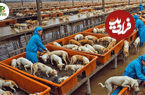 (ویدئو) چگونه چینی ها بیش از 10 میلیون سگ را برای گوشت پرورش می دهند؟