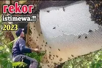 (ویدئو) برداشت عسل وحشی غول پیکر 24 کیلوگرمی توسط شکارچی مالزیایی