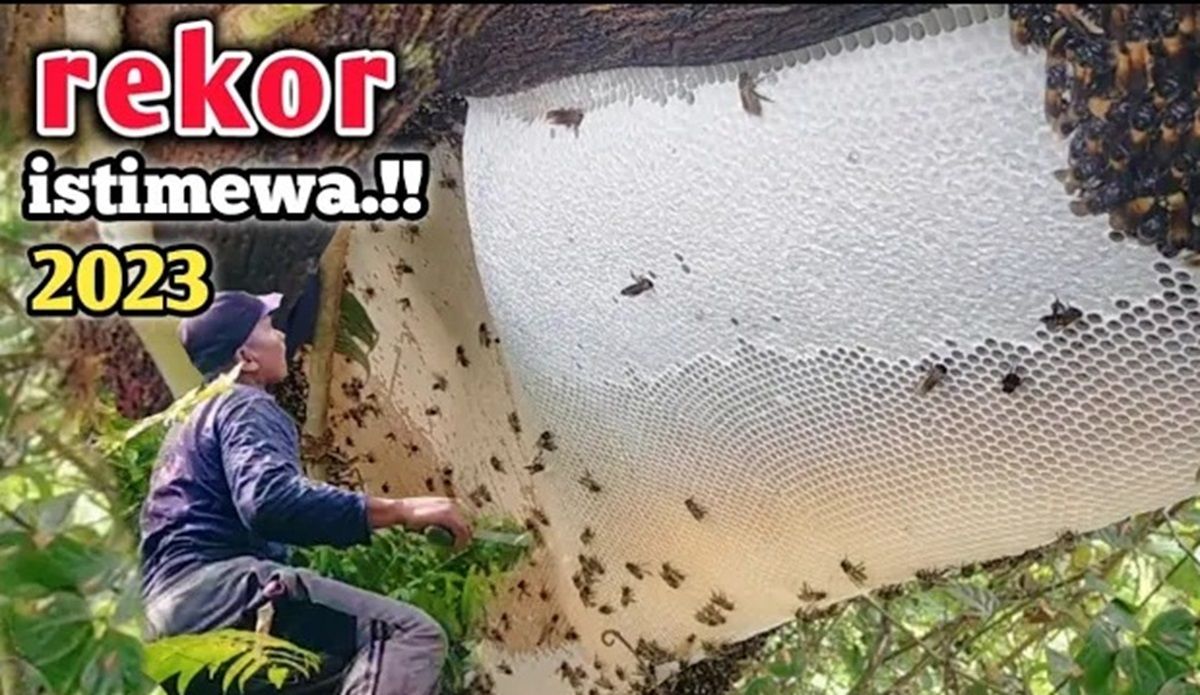 (ویدئو) برداشت عسل وحشی غول پیکر 24 کیلوگرمی توسط شکارچی مالزیایی