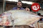 ببینید؛ برش حرفه ای ماهی غول پیکر تروالی توسط ماهی فروش هندی