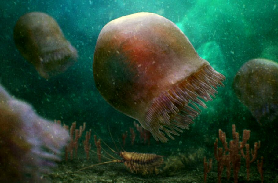 قدیمی‌ترین عروس دریایی جهان از فسیل 505 میلیون ساله شناسایی شد