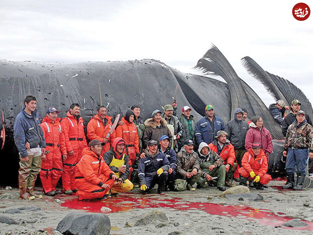 ( عکس) شکارچیان نهنگ، چه کسانی هستند؟