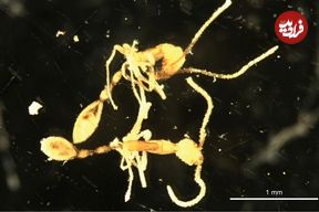 چرا دانشمندان اسم این مورچه را «لرد وُلدمورت» گذاشته‌اند؟!