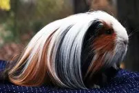 ببینید| 10 گونه از زیباترین و نادرترین خوکچه های هندی جهان