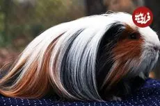 ببینید| 10 گونه از زیباترین و نادرترین خوکچه های هندی جهان