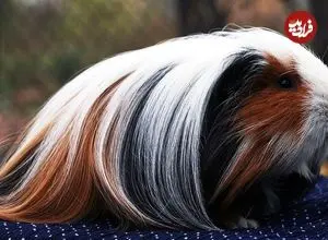 ببینید| 10 گونه از زیباترین و نادرترین خوکچه های هندی جهان