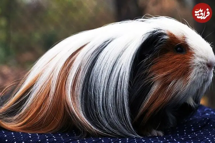 ببینید| 10 گونه از زیباترین و نادرترین خوکچه های هندی جهان