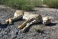 داستان تلخ احیای شیر ایرانی و ببر سیبری و حالا خطر انقراض یوزها