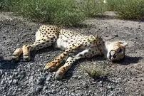 داستان تلخ احیای شیر ایرانی و ببر سیبری و حالا خطر انقراض یوزها