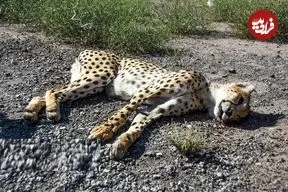 داستان تلخ احیای شیر ایرانی و ببر سیبری و حالا خطر انقراض یوزها