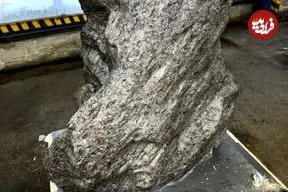 سنگ سه‌تُنی که به عنوان «سنگ باغچه» معرفی شده بود، شهاب‌سنگ 4 میلیاردساله از آب درآمد