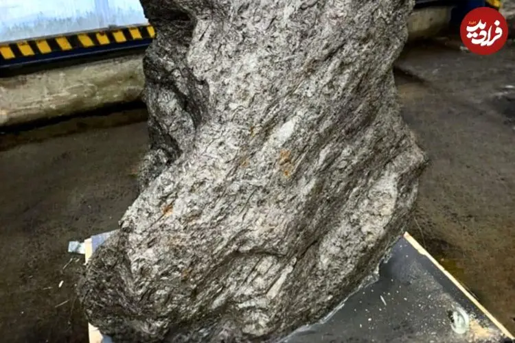 سنگ سه‌تُنی که به عنوان «سنگ باغچه» معرفی شده بود، شهاب‌سنگ 4 میلیاردساله از آب درآمد