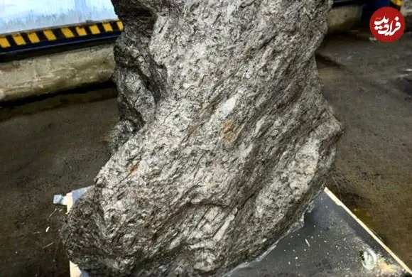 سنگ سه‌تُنی که به عنوان «سنگ باغچه» معرفی شده بود، شهاب‌سنگ 4 میلیاردساله از آب درآمد