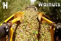 (ویدئو) فرآیند تماشایی برداشت میلیون ها گردو و فرآوری آن در مزارع بزرگ جهان