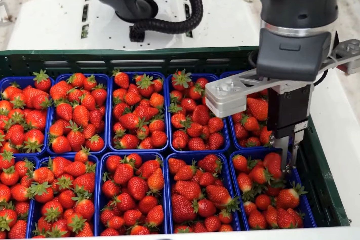 (ویدئو) فرآیند برداشت توت فرنگی با ربات؛ بسته بندی دیدنی توت فرنگی در کارخانه