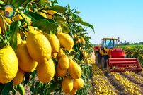 ببینید، مراحل کاشت، برداشت و فرآوری صدها تن لیمو در مزارع آمریکا