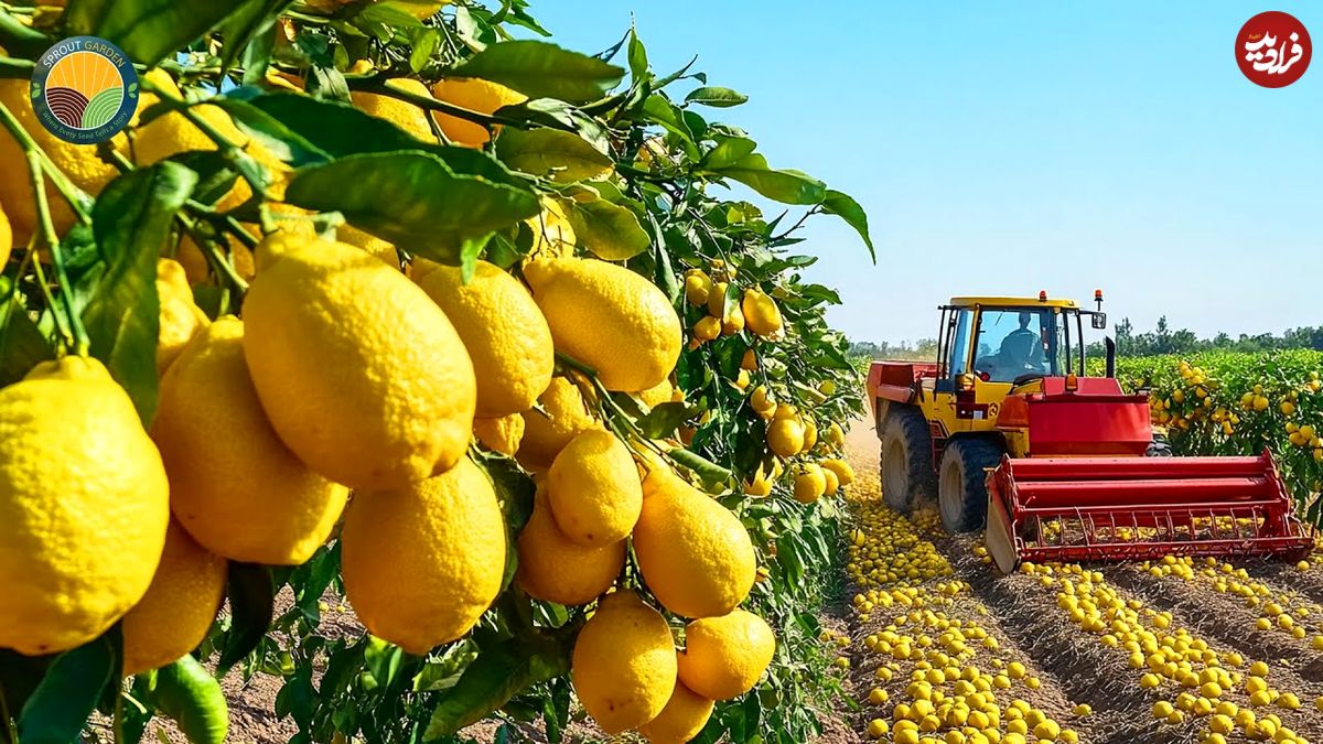 ببینید، مراحل کاشت، برداشت و فرآوری صدها تن لیمو در مزارع آمریکا